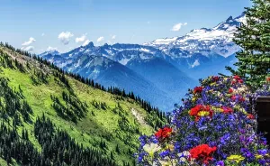 Prints of Colorful flowers, Mount Rainier, Crystal Mountain lookout, Pierce County, Washington State, Usa Images Dated 2024 April: Colorful flowers, Mount Rainier