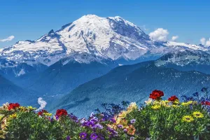 Prints of Colorful flowers, Mount Rainier, Crystal Mountain lookout, Pierce County, Washington State, Usa Images Dated 2024 April: Colorful flowers, Mount Rainier