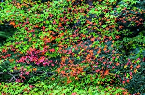 Tofuku Ji Prints: Colorful foliage, Tofuku-ji Buddhist temple