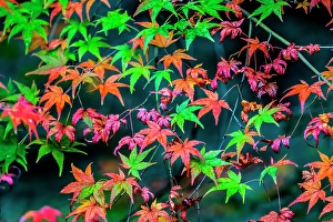 Tofuku Ji Prints: Colorful foliage, Tofuku-ji Buddhist temple