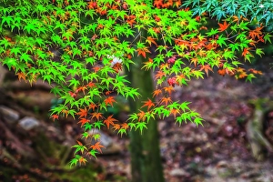 Tofuku Ji Prints: Colorful foliage, Tofuku-ji Buddhist temple