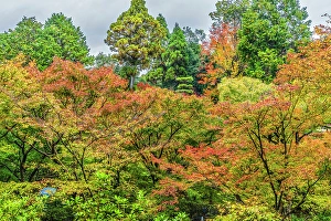 Kyoto Prints: Colorful foliage, Tofuku-ji Buddhist temple