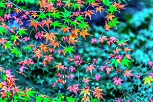 Kyoto Prints: Colorful foliage, Tofuku-ji Buddhist temple