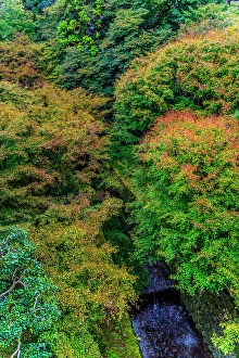 Kyoto Prints: Colorful foliage, Tofuku-ji Buddhist temple