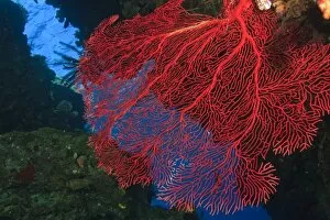colorful Gorgonian Sea Fan, Bligh Water, Viti Levu, Fiji, South Pacific