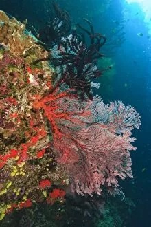 colorful Gorgonian Sea Fans & Crinoids, Bligh Water, Viti Levu, Fiji, South Pacific