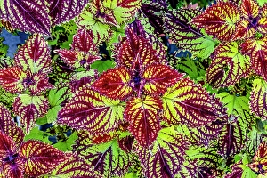 Decorative Prints: Colorful Japanese coleus leaves pattern, Kyoto, Japan