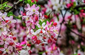 Prints of Colorful Japanese crab apple blossoms, Kenwood, Bethesda, Maryland Images Dated 2024 September: Colorful Japanese crab apple blossoms, Kenwood, Bethesda, Maryland