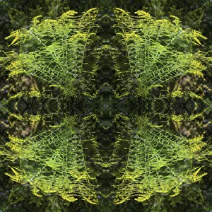 Images Dated 10th July 2019: Colorful kaleidoscope