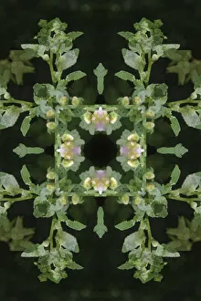 Images Dated 21st October 2019: Colorful kaleidoscope