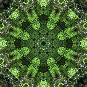 Images Dated 2019 October: Colorful kaleidoscope