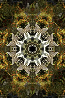 Images Dated 2019 October: Colorful kaleidoscope