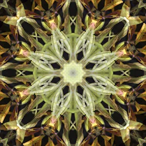 Images Dated 2019 October: Colorful kaleidoscope