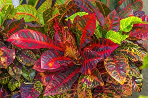 Oceania Prints: Colorful leaves, Moorea, Tahiti, French Polynesia