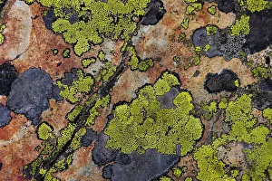 Lichen Prints: Colorful lichen patterns on rocks along McDonald Creek in Glacier National Park, USA
