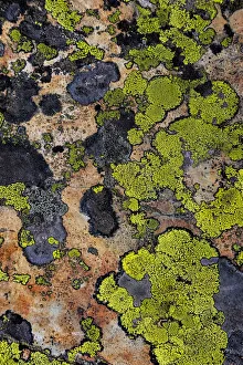 Images Dated 16th September 2021: Colorful lichen patterns on rocks along McDonald Creek in Glacier National Park, USA