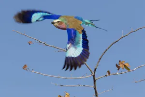 Taking Off Prints: Colorful Lilac Breasted Roller taking flight, Etosha National Park