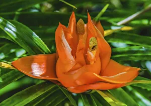 South American Prints: Colorful orange flower, Florida. Pandanus produces and edible fruit