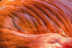 Wading Prints: Colorful orange Pink Feathers American Caribbean Flamingo, Florida