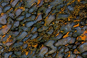 Images Dated 25th August 2012: Colorful Petrified Dinosaur Bone