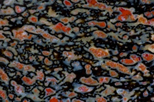 Images Dated 30th August 2012: Colorful Petrified Dinosaur Bone