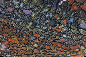 Images Dated 25th August 2012: Colorful Petrified Dinosaur Bone