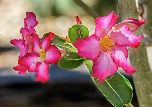 Images Dated 20th October 2022: Colorful pink desert roses blooming