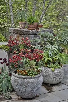 Chanticleer Prints: Colorful planters at entrance to Chanticleer Garden, Wayne, Pennsylvania