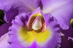 Horticulture Prints: Colorful purple yellow cattleya terrestrial orchid flower, Honolulu, Hawaii