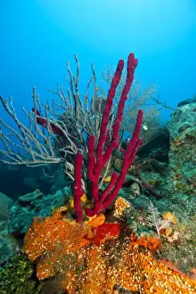 Marine Preserve Prints: Colorful red sponges, Roatan marine park Caribbean Scuba Diving, Roatan, Bay Islands