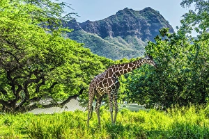 Images Dated 24th January 2024: Colorful reticulated giraffe, Diamond Head, Waikiki, Oahu, Hawaii