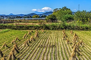 Rice Prints: Colorful rice field Rural with snowy Mount Fuji