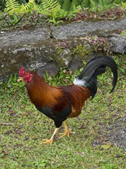 Colorful rooster roaming free on the Big Island of Hawaii