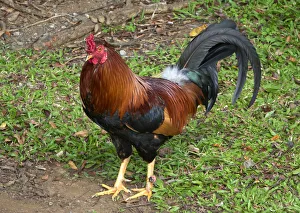 Gayle Harper Prints: Colorful rooster roaming free on the Big Island of Hawaii