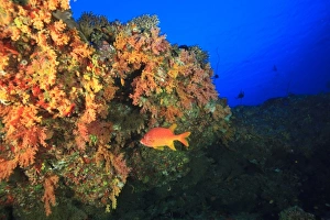 Ledge Prints: Colorful soft corals on ledge, North Huvadhoo Atoll, Southern Maldives, Indian Ocean