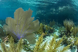 Bahamas Collection: Colorful soft and hard corals shine in the clear blue waters on a coral reef of of Staniel Cay