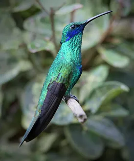 Andes Prints: Colorful sparkling violet ear hummingbird is widespread in the Andes Cloud Forest