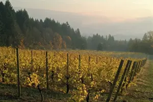 Colorful sunrise mist rises above the river above the Fall colored Celilo Vineyard