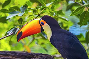 Plumage Prints: Colorful Toco Toucan, Waikiki, Honolulu, Hawaii. Tropical bird is native to South America