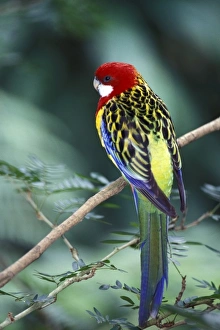 Images Dated 3rd January 2008: Colorful tropical bird