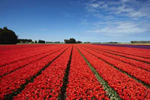 Images Dated 31st October 2017: Colorful tulip fields, Edendale, Southland, South Island, New Zealand
