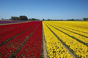 Crimson Prints: Colorful tulip fields, Edendale, Southland, South Island, New Zealand
