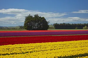 Images Dated 31st October 2017: Colorful tulip fields, Edendale, Southland, South Island, New Zealand