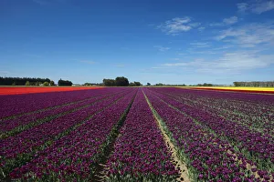 Images Dated 31st October 2017: Colorful tulip fields, Edendale, Southland, South Island, New Zealand