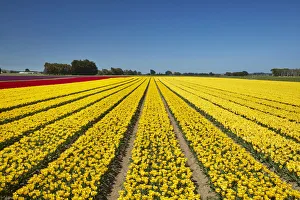 Images Dated 31st October 2017: Colorful tulip fields, Edendale, Southland, South Island, New Zealand