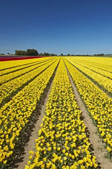 Images Dated 31st October 2017: Colorful tulip fields, Edendale, Southland, South Island, New Zealand