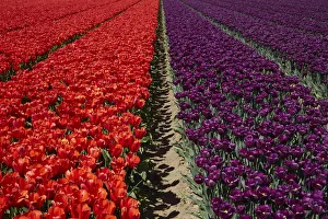 Images Dated 31st October 2017: Colorful tulip fields, Edendale, Southland, South Island, New Zealand