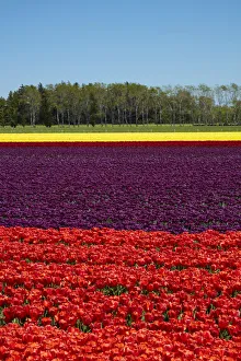 Colorful tulip fields, Edendale, Southland, South Island, New Zealand