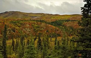 Colorful Tundra and rich green conifers frame the entrance to Denali National Park in September