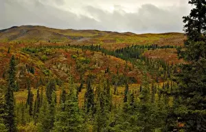 September Prints: Colorful Tundra and rich green conifers frame the entrance to Denali National Park in September